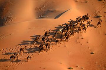 Los camellos atraviesan las dunas durante la quinta etapa entre Al Hofuf yShubaytah.