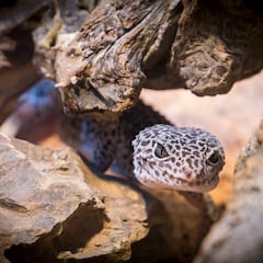 Hallazgo insólito: los geckos tienen un sexto sentido