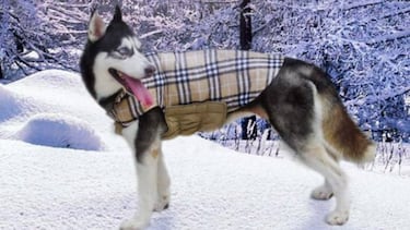 Complementos y ropa para perros: abrígalo este invierno