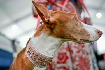 Alta, un podenco ibicenco.