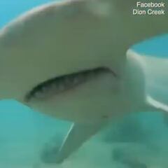 Un buceador se enfrenta a golpes de GoPro con un tiburón martillo
