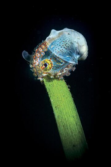 Un pulpo sobre una hoja en Anilao, Filipinas. 