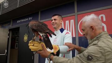 Jara, el halcón que cuida de la Ciudad de Fútbol de Las Rozas