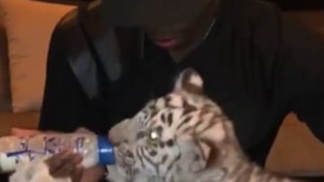 Paul Pogba aliment&oacute; a una cr&iacute;a de tigre de bengala durante su visita a un zoo en Dubai.