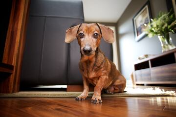 El peso estándar oscila normalmente entre los 7 y los 14 kg. Suelen medir por debajo de los 22 cm. Los teckels se remontan al siglo XV en Alemania. Sin embargo, este tipo de perros aparece en obras artísticas del antiguo Egipto y de México.