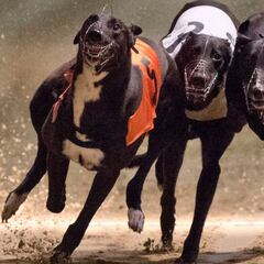 Irlanda en shock: el perro campeón de carreras da positivo por cocaína