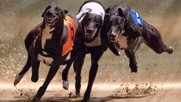 Imagen de una carrera de galgos.