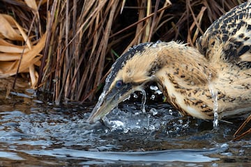 Categoría: menores de 11 años. GANADOR DEL PREMIO DE ORO.
El lago Federsee es una famosa zona de hibernación para numerosas aves migratorias. De noviembre
a marzo, los avetoros euroasiáticos son visitantes frecuentes de este lago. En cuanto el lago se congela, estas raras aves se retiran a las trincheras entre los juncos. Sorprendentemente, este individuo estaba muy cerca del paseo marítimo que conduce a través de la reserva natural. Desde donde el fotógrafo pudo tomar la fotografía. 