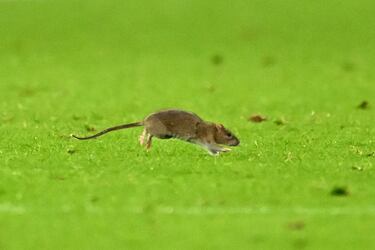 Una rata corre por el campo durante el partido de clasificación del Grupo J para la Copa Mundial de la FIFA 2026 entre Gales y Bélgica en el Cardiff City Stadium.