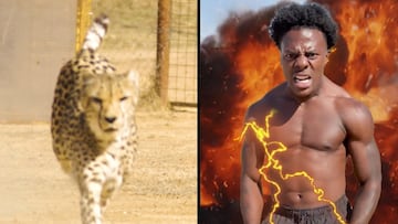 Speed compite contra un guepardo