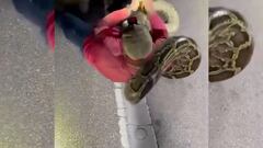 El impresionante video de la serpiente pitón más larga que se haya documentado en Florida