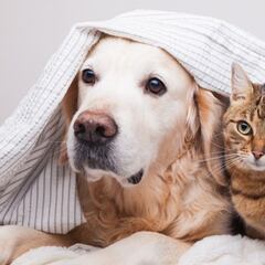 Inscribe a tu mascota en el registro único de animales