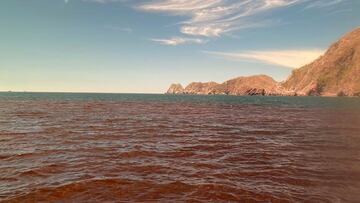 Marea Roja tóxica en Colima: qué es, cuáles son los riesgos y qué pasa si consumes moluscos