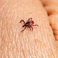 Este es el remedio natural que hace huir a las peligrosas garrapatas: los polacos lo usan como si no hubiera un mañana