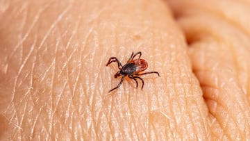Este es el remedio natural que hace huir a las peligrosas garrapatas: los polacos lo usan como si no hubiera un mañana