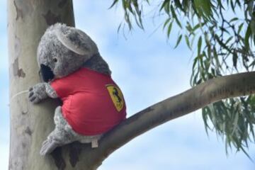 Una divertida imagen de un koala de peluche con la camiseta de la escudería Ferrari durante el Gran Premio de Australia. 