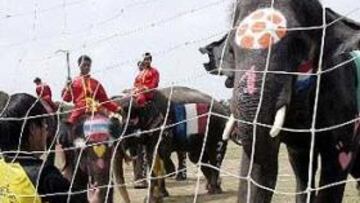 <b>LOS ELEFANTES TIENEN MANERAS DE CRACK</b>. El Mundial se sigue con gran interés en Thailandia. Al tiempo no se para de jugar al fútbol, incluso con protagonistas tan curiosos como los elefantes, que tienen buenas maneras en el campo.