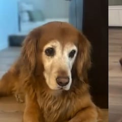 La emotiva reacción de un perro con depresión al conocer al nuevo integrante de la familia para hacerle compañía