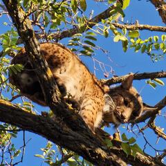 Capturado un lince ibérico en Úbeda