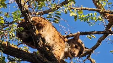 Capturado un lince ibérico en Úbeda