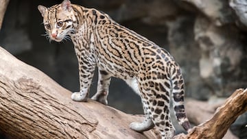 De acuerdo con el Gobierno de México, se estima que la densidad poblacional varía entre 1.4 y 100 individuos por cada 100 kilómetros cuadrados, una cifra que puso en el mapa de especies de conservación al Ocelote. Foto: Página web / Gobierno de México.