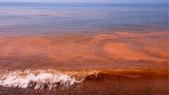 Marea Roja en Yucatán: ¿por qué no debo comer marisco?