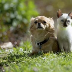 ¿Por qué no hay una vacuna contra el coronavirus para las mascotas?