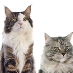 Los motivos por los que el Día del Gato se festeja tres veces este 2024