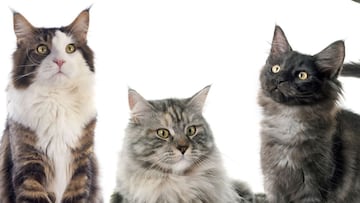 National Cat Day is just one of three feline celebrations, and this year the animal is even getting involved in US political discourse.