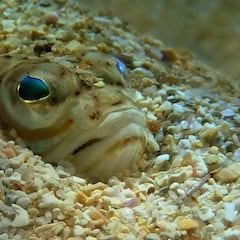 El pez araña, presente en las playas españolas: dónde se encuentra