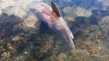 Descubren una especie de tiburón nunca antes vista en Galicia