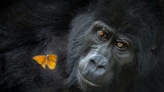 Las fotografías ganadoras del ‘Nature Photographer of the Year’