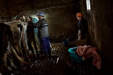 Varios veterinarios rurales trabajan, a 8 de abril de 2023, en Ourense, Galicia, (España). 
08 ABRIL 2023;SALUD;TRABAJO;VETERINARIO;RURAL;ANIMALES;MEDICINA;OCV;VETERINARIO RURAL;CONDICIONES
Agostime Iglesias / Europa Press
08/04/2023