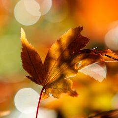 Comienzo del otoño 2024: ¿Cuál es la diferencia entre un equinoccio y un solsticio?