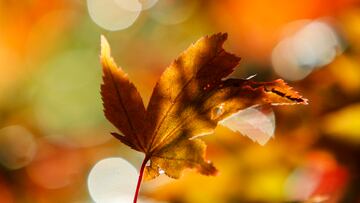 El cambio de las estaciones está marcado por dos equinoccios y dos solsticios. Te explicamos la diferencia entre ambos.