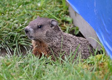 Un marmota, espectadora de lujo en el GP de Canadá.