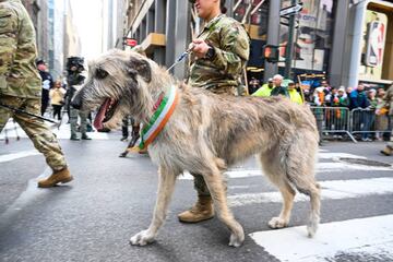 An Irish Wolfhound participates in the St. Patrick’s Day parade on March 17, 2023 in New York City.