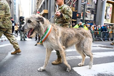 The largest dog breeds in the world: what are they and how big can they get?