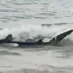 Un tiburón desorientado aparece en la playa de Benidorm