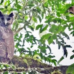 Captan a un búho gigante que llevaba sin verse 150 años