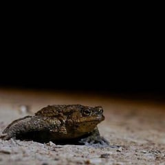 Multa de 5.500 euros a un ganadero por electrocutar a 25 sapos