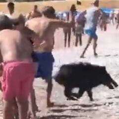 Aparece un jabalí en una playa de Alicante y embiste a una bañista