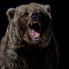 “Mal ataque de oso”: el mensaje final después de que un oso matase a una pareja