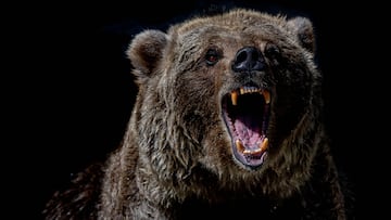 “Mal ataque de oso”: el mensaje final después de que un oso matase a una pareja