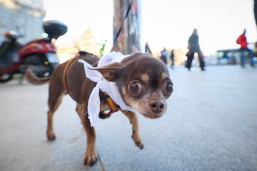 Adiós al maltrato animal: Gobierno de CDMX crea una agencia de investigación y rescate de las víctimas