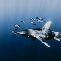 Equipan a un tiburón gigante con una cámara: lo que grabaron asustó muchísimo a los científicos