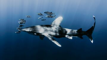 Un cambio en la temperatura de 5 grados centígrados permitió a los investigadores concluir que el tiburón se encontraba en serios problemas.