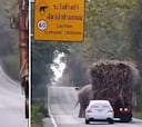 Un elefante se vuelve viral por ‘aprender’ este truco en Tailandia aprovechando su derecho de paso