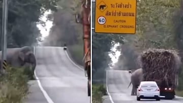 Un elefante se vuelve viral por ‘aprender’ este truco en Tailandia aprovechando su derecho de paso