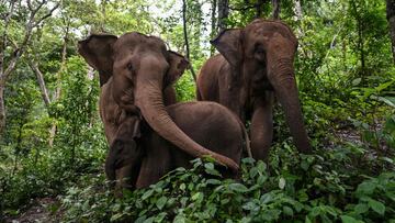 Descubren el secreto de la versatilidad de movimientos de la trompa de los elefantes